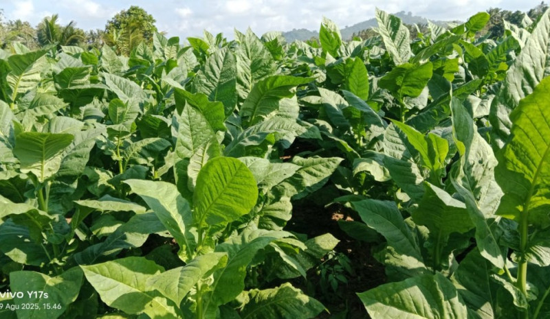 Pertanian Tembakau Rajangan Mareje